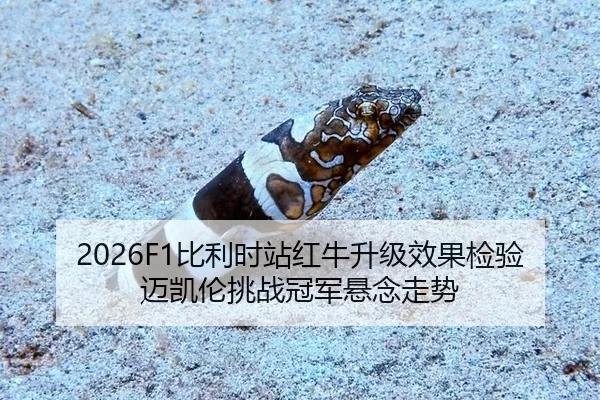 bi-li-shi-zhan-hong-niu-sheng-ji-xiao-guo-jian-yan-mai-kai-lun-tiao-zhan-guan-jun-xuan-nian-zou-shi-2-770.jpg